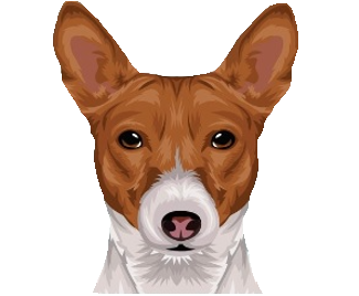 Contact Basenji Breeder USA – Puppy Inquiry Form