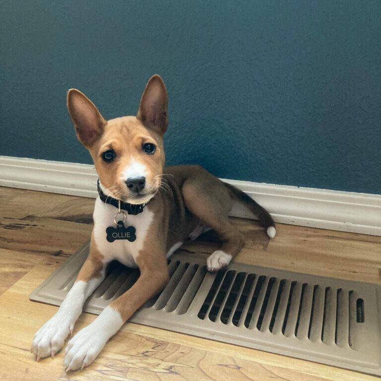 Basenji dogs for sale near me